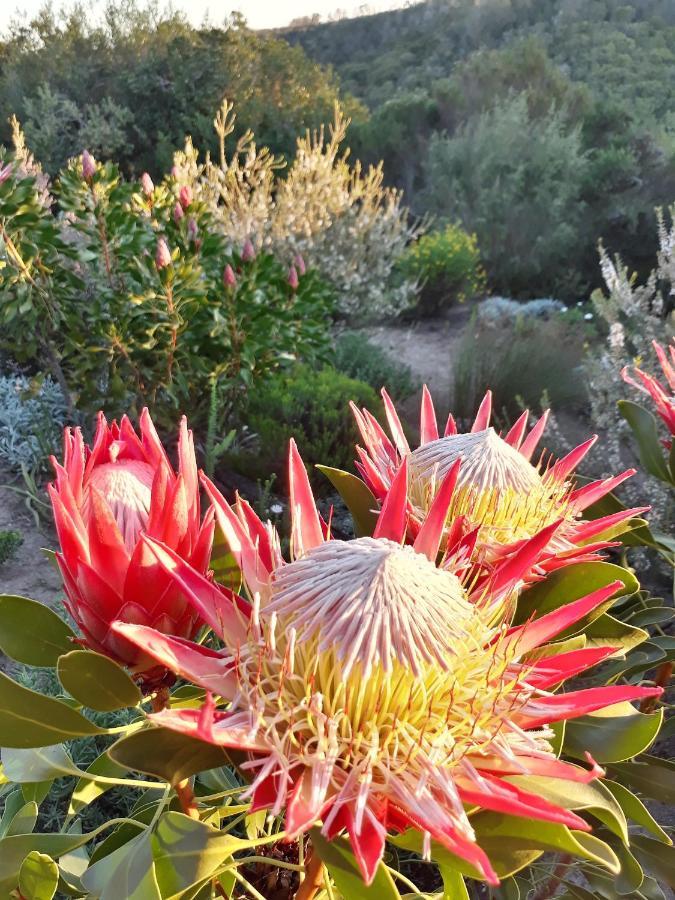 Woodlands Self Catering Hotel Knysna Exterior foto